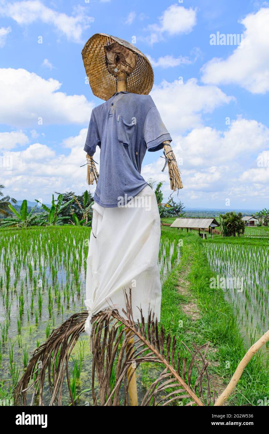 Lo Scarecrow alle terrazze di riso di Tegallalang, Bali, Indonesia Foto Stock