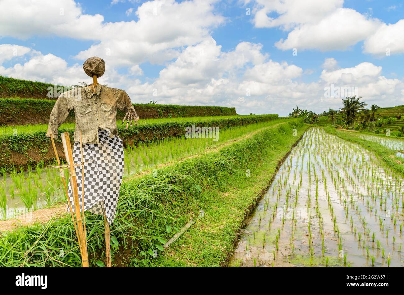Lo Scarecrow alle terrazze di riso di Tegallalang, Bali, Indonesia Foto Stock