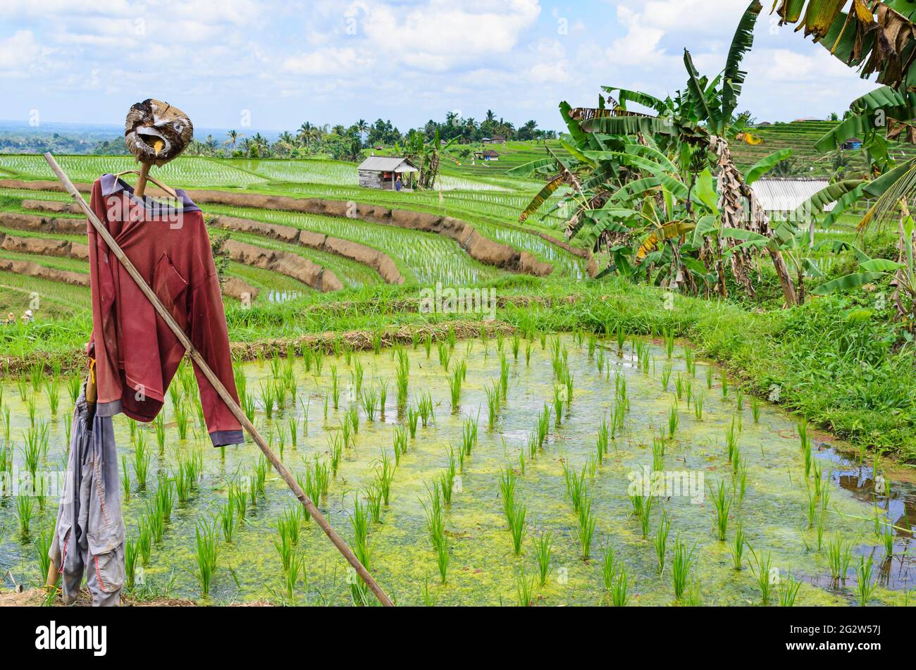 Lo Scarecrow alle terrazze di riso di Tegallalang, Bali, Indonesia Foto Stock