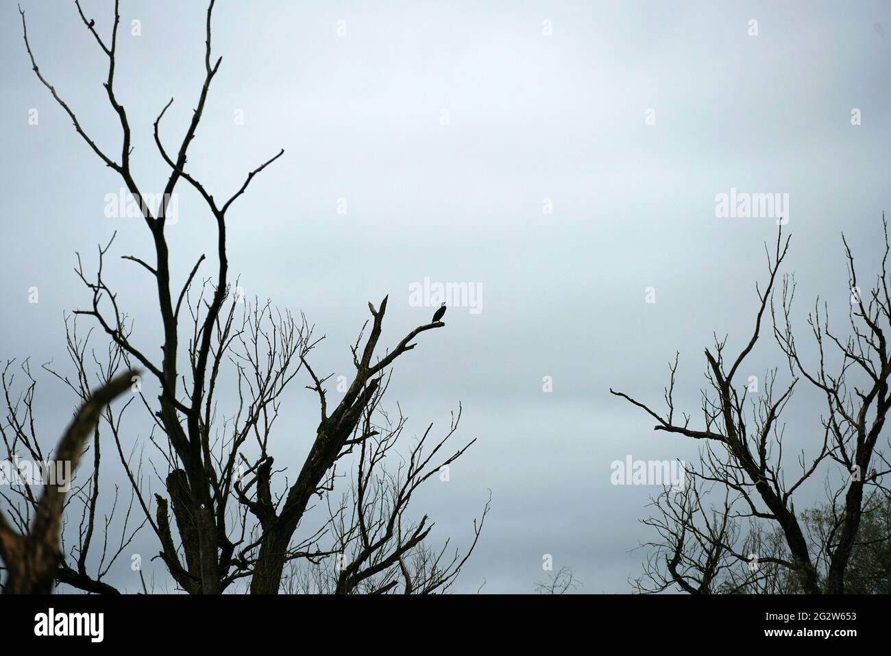 Una giornata cupa con il sole nascosto dietro le nuvole grigie nel cielo e gli alberi senza foglie dall'aspetto spaventoso sotto Foto Stock