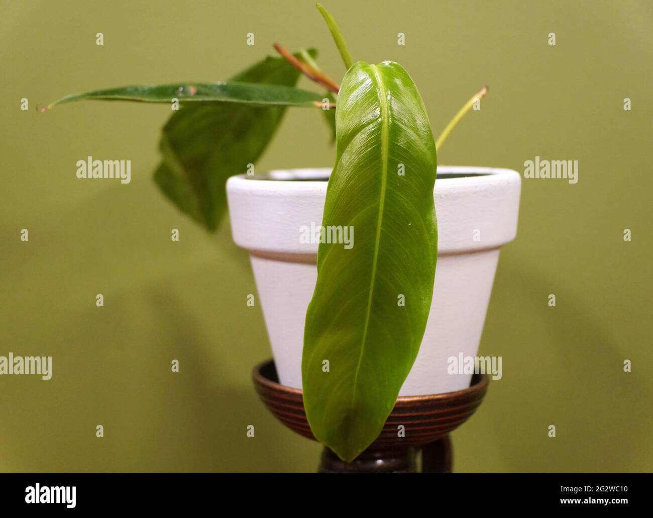 Un piccolo Philodendron Patriciae, uno dei più rari e ricercati collezionisti di piante domestiche Foto Stock