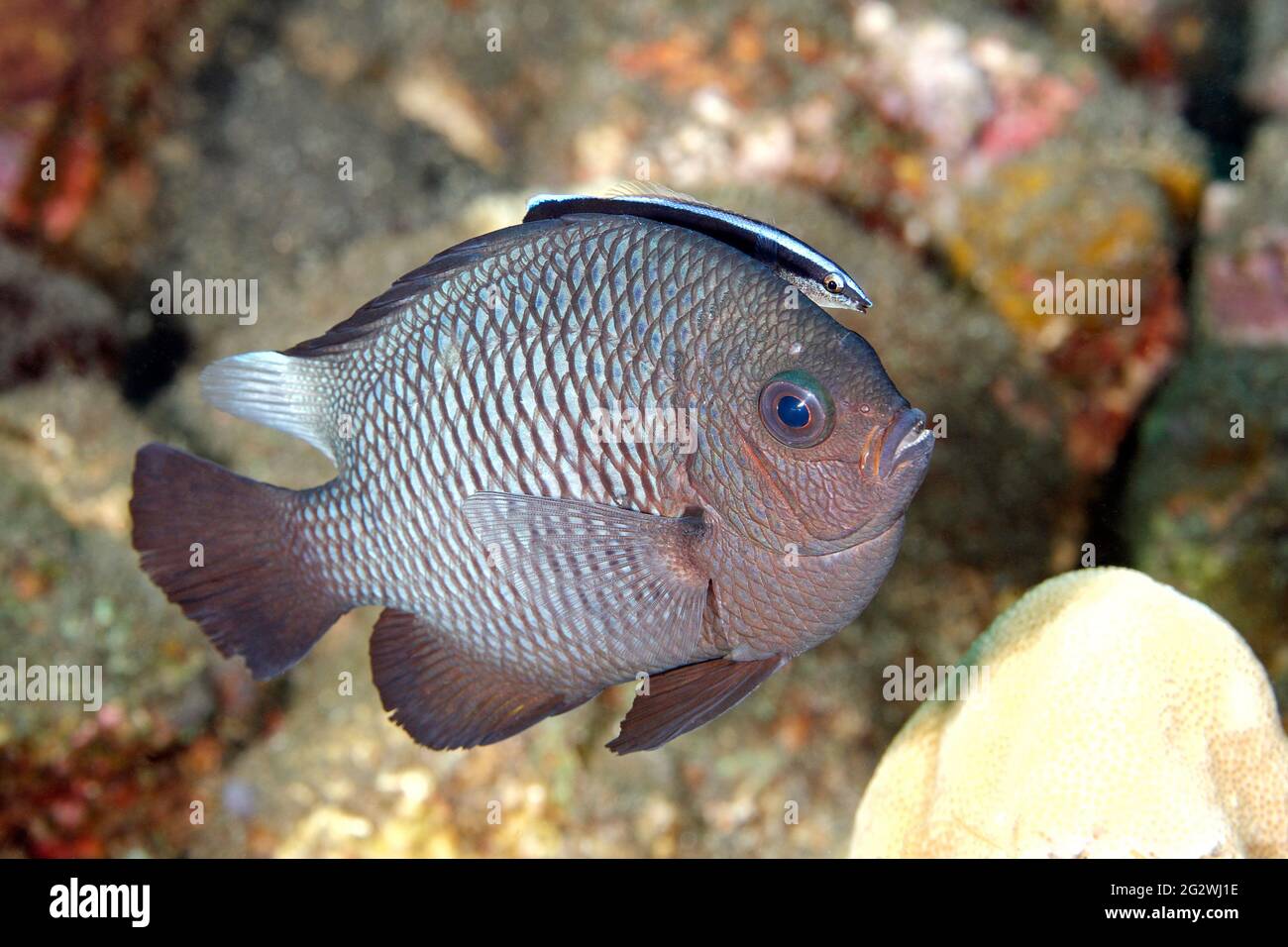 Tre Dascyllus Spot, o damselfish, Dascyllus trimaculatus che viene pulito con un Blue-streak Cleaner Wrasse, Labroides dimidiatus. Tulamben, Bali, Indon Foto Stock