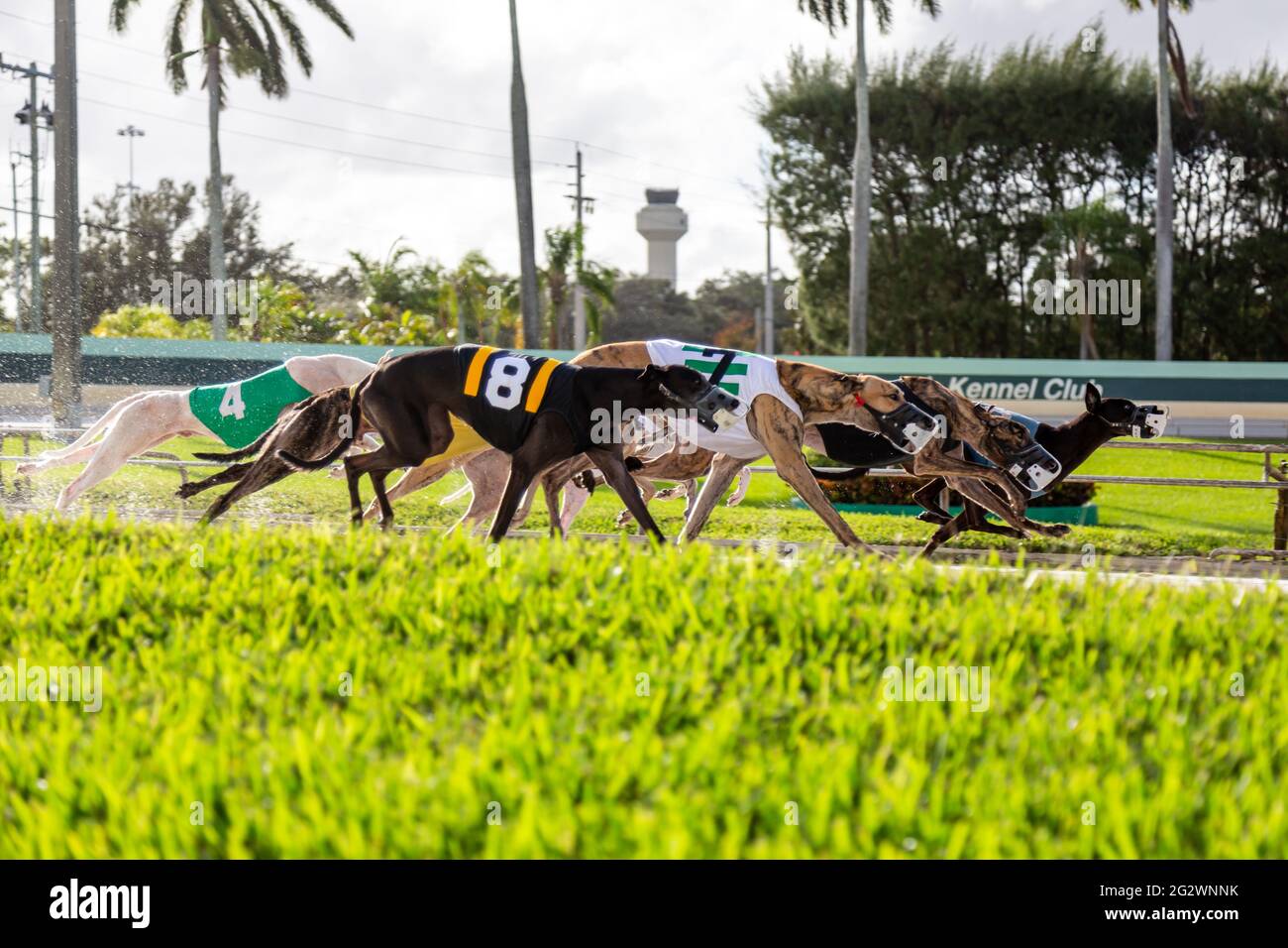 Questi levrieri stanno correndo al Palm Beach Kennel Club a West Palm Beach il giorno prima che le corse diventassero illegali in Florida. Foto Stock