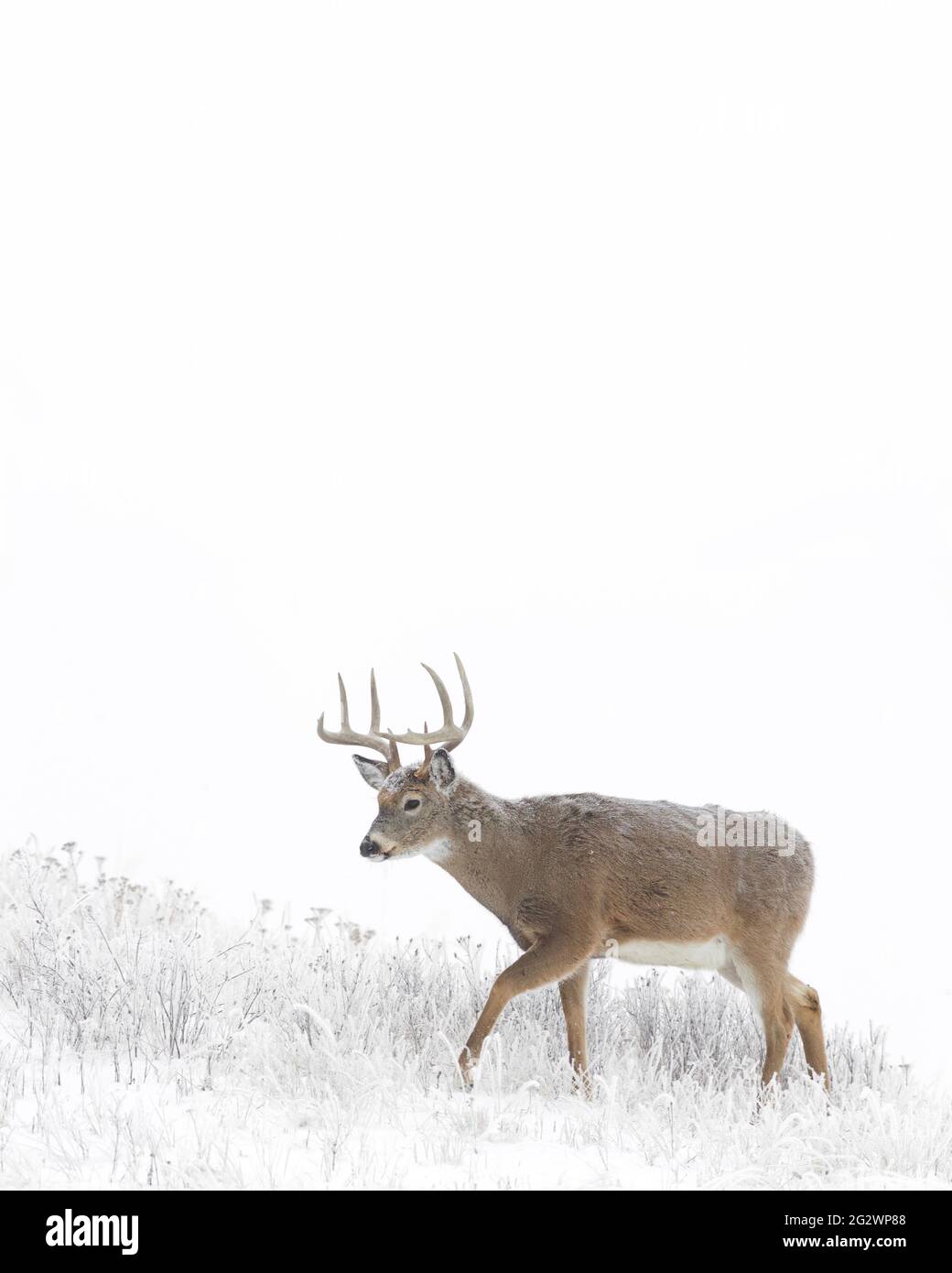 Whitetail buck cervi in un paesaggio invernale con neve e brina di cinghiale - un selvaggio, buck libero sulla terra pubblica Foto Stock