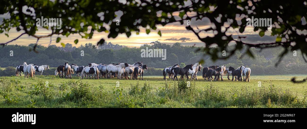 Campo pieno di cavalli e pony al Lydiard Park Swindon Foto Stock