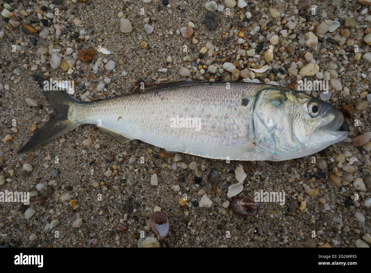 Pesce fresco pescato Menhaden Atlantico (Brevoortia tirannus) Foto Stock