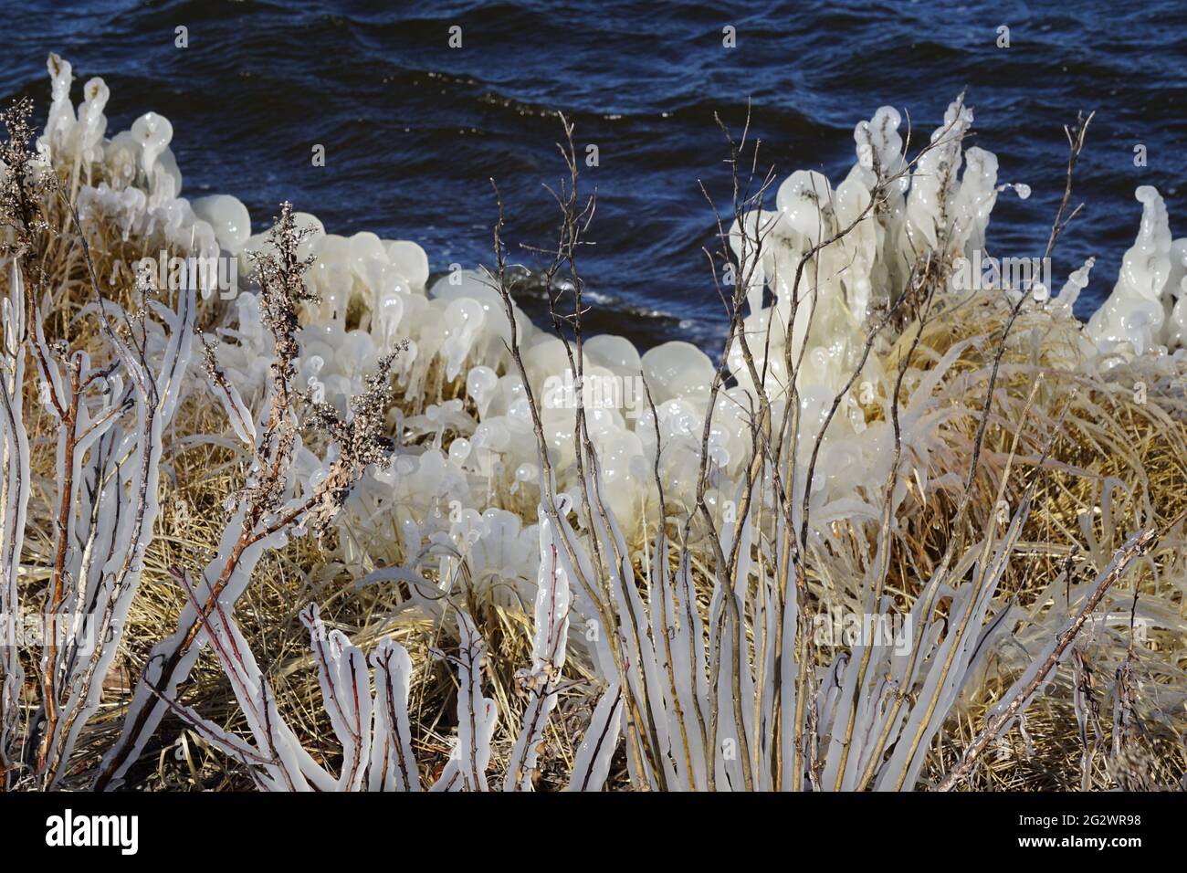 Piante surgelate di Pondside ricoperte di ghiaccio. Foto Stock