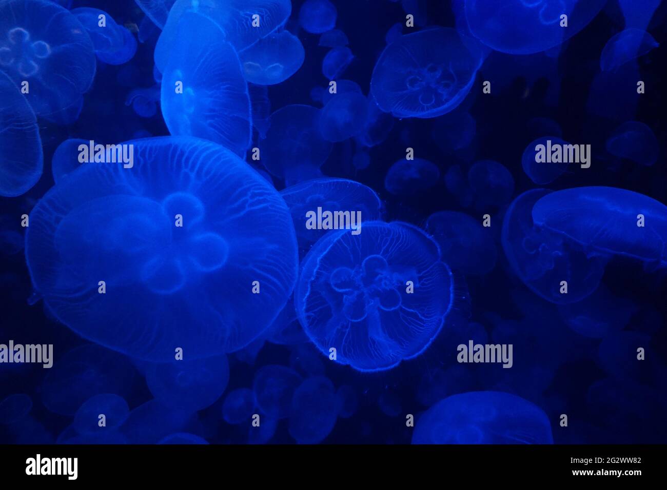 Meduse (Aurelia aurita) in tonalità blu (anche chiamata meduse sulla luna, gelatina sulla luna o gelatina di piattino) Foto Stock