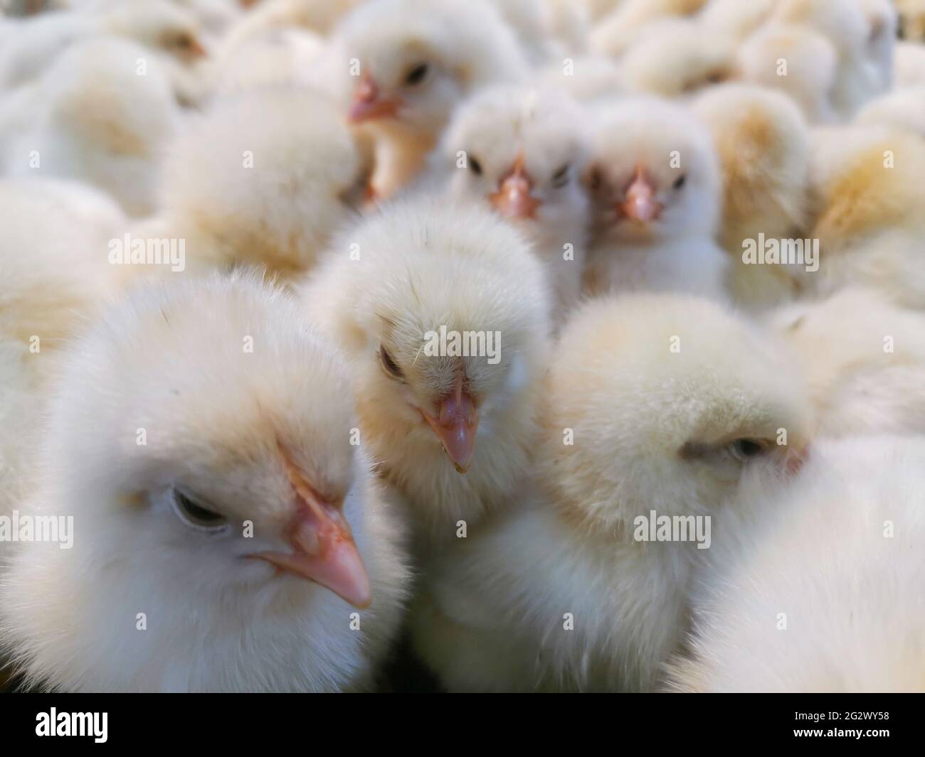 Ampio gruppo di baby pollo vista ravvicinata a Chengdu, provincia del Sichuan, Cina Foto Stock