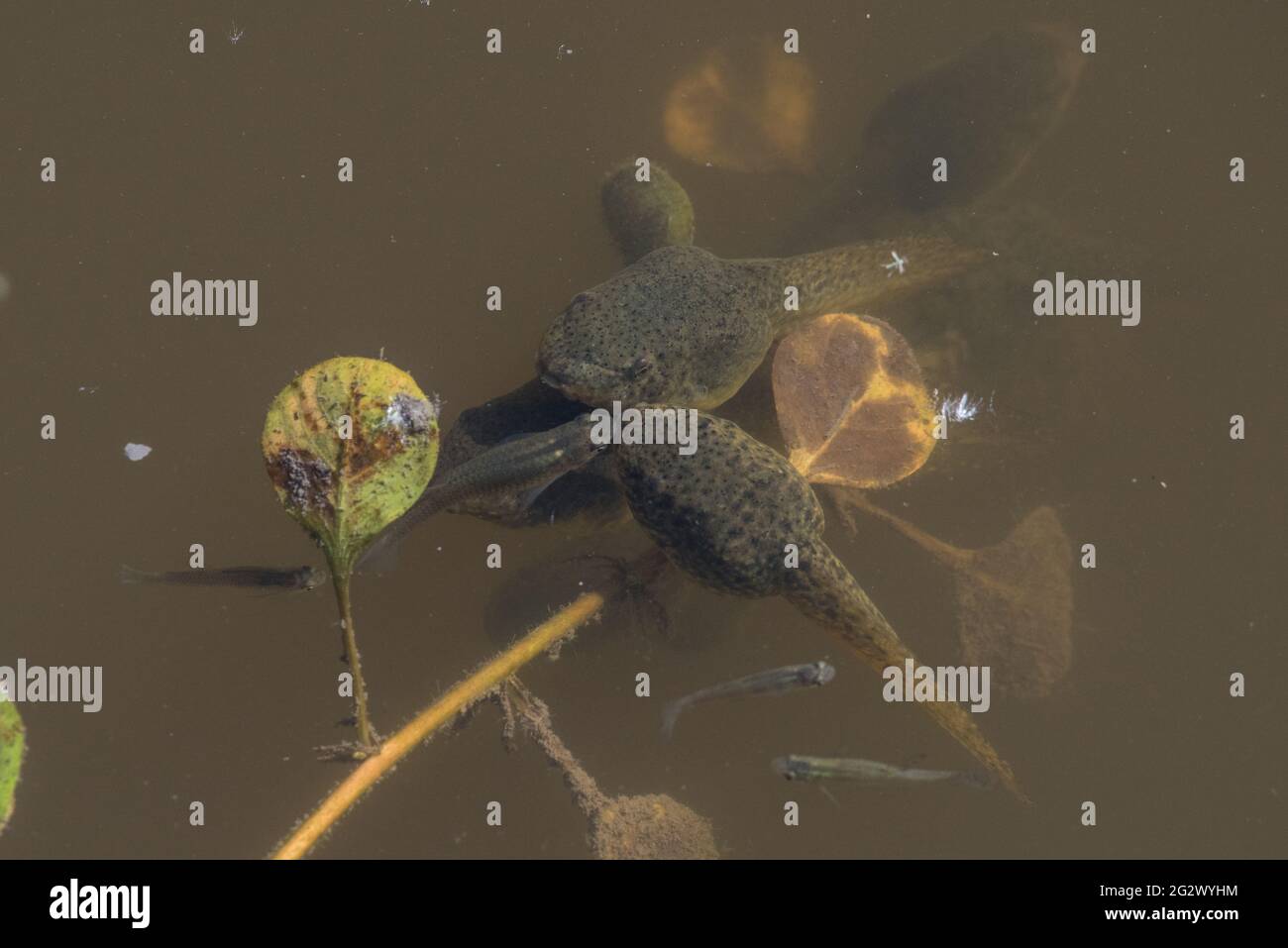 I tadpoli della rana americana (litobati catesbeianus) e della mosquitofish occidentale (Gambusia affinis) hanno introdotto e invasivo specie in California. Foto Stock
