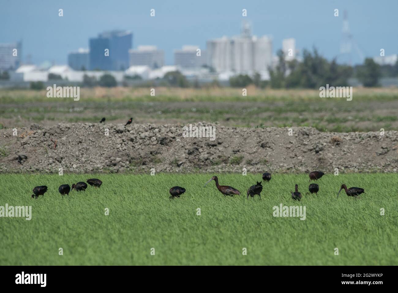Ibis (Plegadis chihi) di fronte al bianco in un campo di riso allagato con lo skyline di Sacramento in lontananza dietro il gregge. Foto Stock