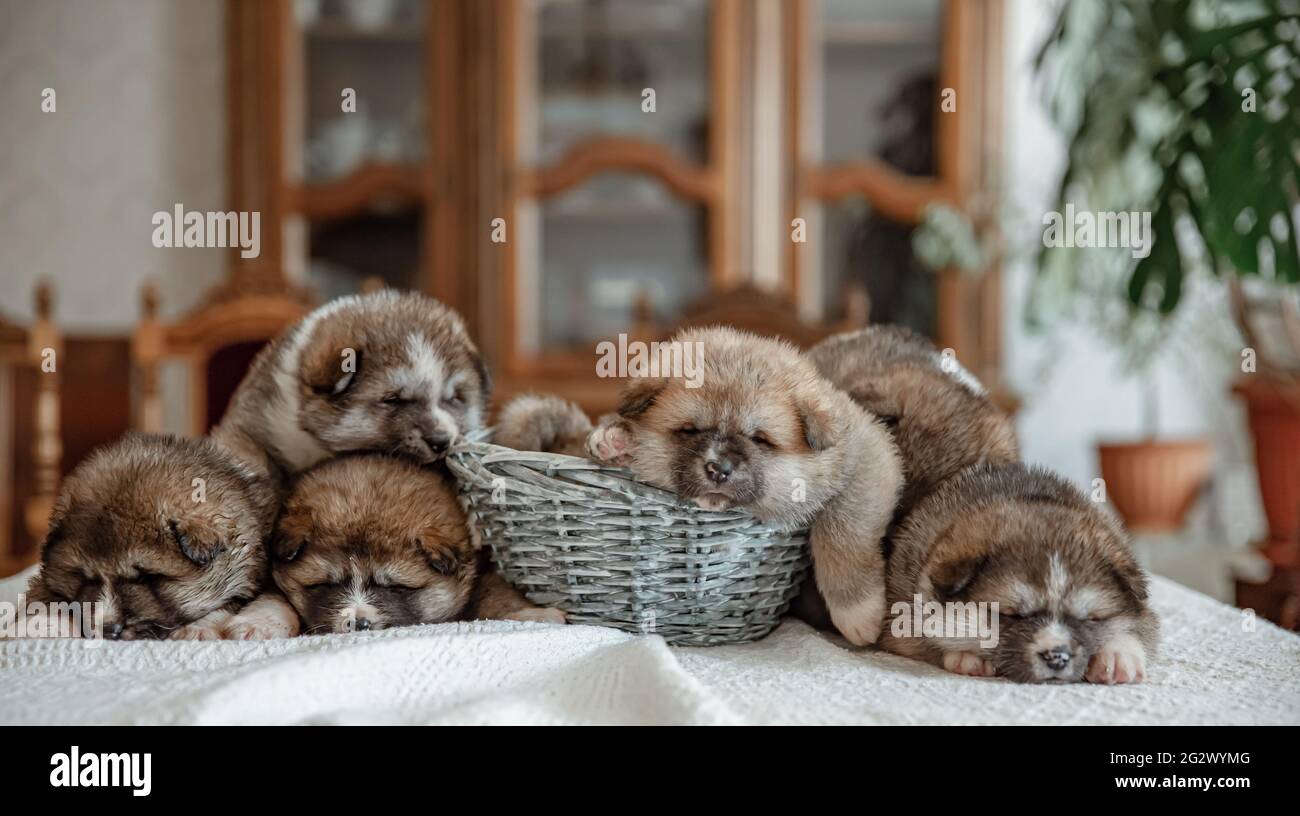 Neonati piccoli cuccioli soffici stanno riposando vicino al cesto. Foto Stock