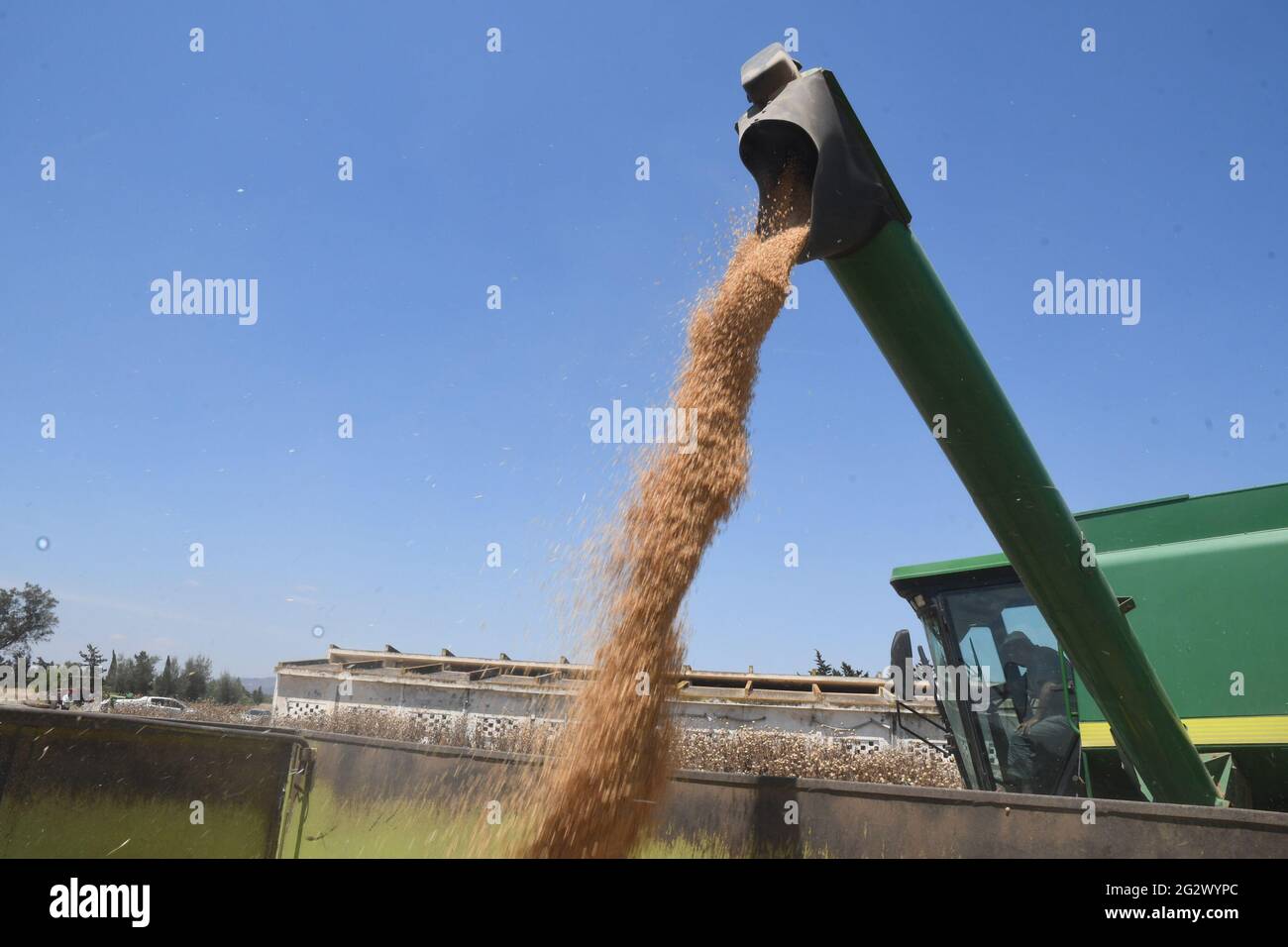 Tunisi, Tunisia. 12 giugno 2021. Una macchina agricola raccoglie il grano in un campo a Manouba, Tunisia, 12 giugno 2021. Il grano è il prodotto principale di base in Tunisia. La Tunisia ha ufficialmente iniziato la raccolta del grano sabato. Credit: Adel Ezzine/Xinhua/Alamy Live News Foto Stock