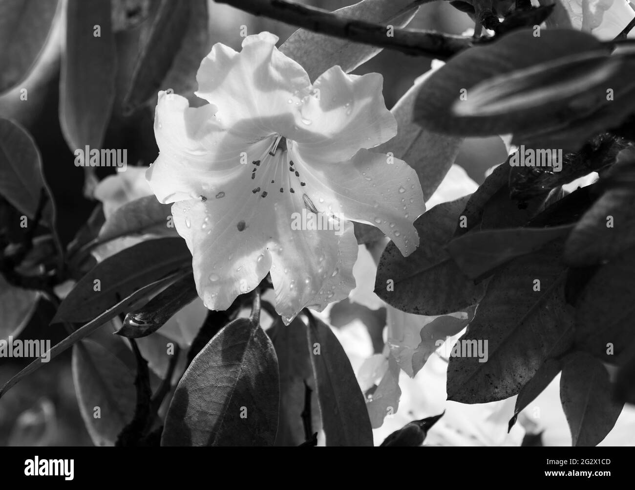 Bianco Rhododendron fiore in fiore Foto Stock