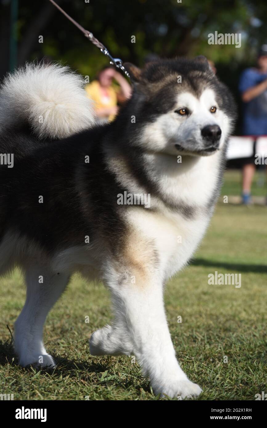 L'Alaskan Malamute è una grande razza di cane che è stato originariamente allevato per la loro forza e la resistenza a trasportare il trasporto pesante come cane e cane da slitta. Foto Stock