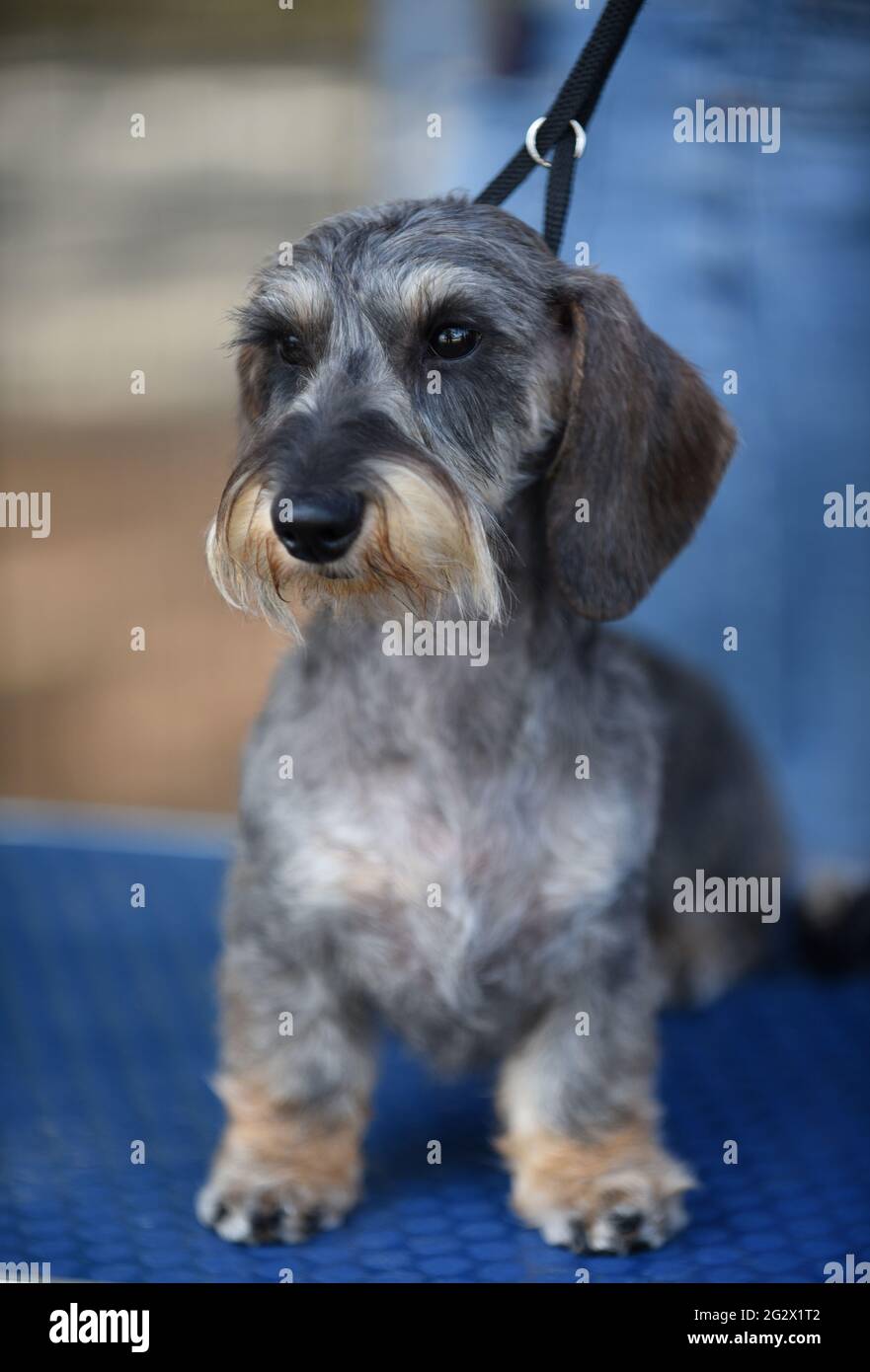 Dachshund in miniatura con capelli a filo ad uno spettacolo di cani. Il dachshund con i capelli a filo, l'ultimo a svilupparsi, è stato allevato alla fine del 19 ° secolo. C'è una possibilità Foto Stock