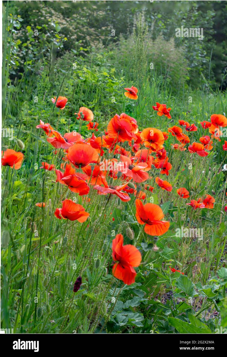 Campo di fiori rossi papaveri (Papaver rhoeas) primo piano. La pianta è anche conosciuta come corn rose, comune, mais , campo , Fiandre o papavero rosso. Foto Stock