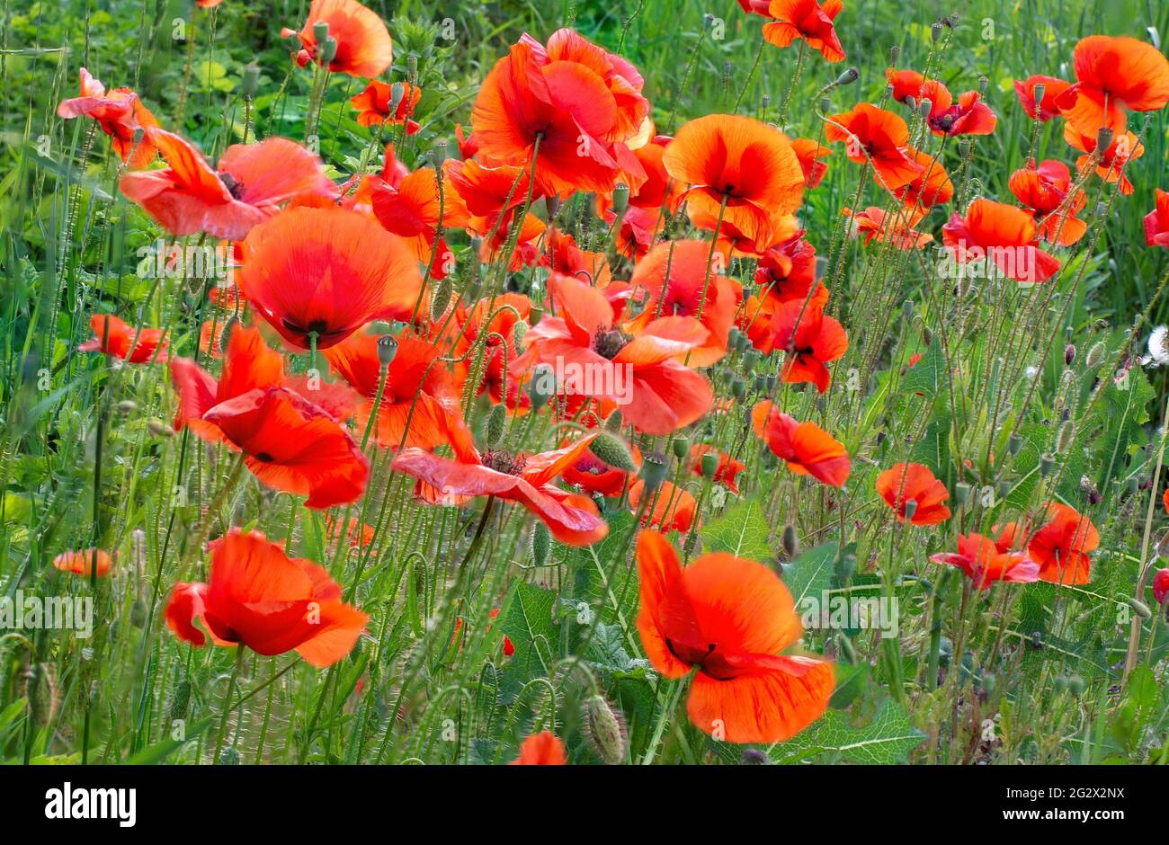Campo di fiori rossi papaveri (Papaver rhoeas) primo piano. La pianta è anche conosciuta come corn rose, comune, mais , campo , Fiandre o papavero rosso. Foto Stock