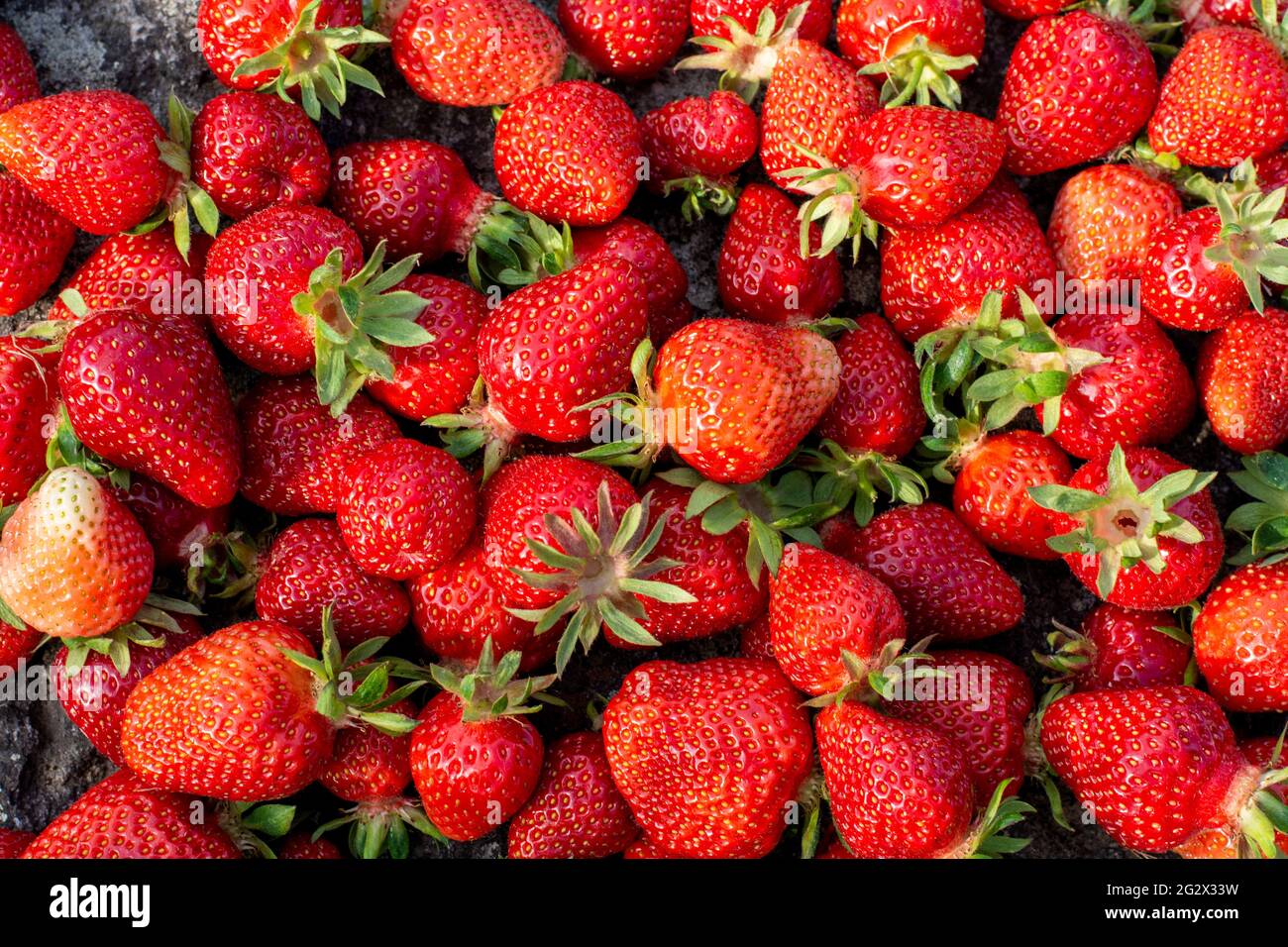 Fragole rosse mature appena raccolte. Sfondo. Primo piano. Vista dall'alto. Foto Stock