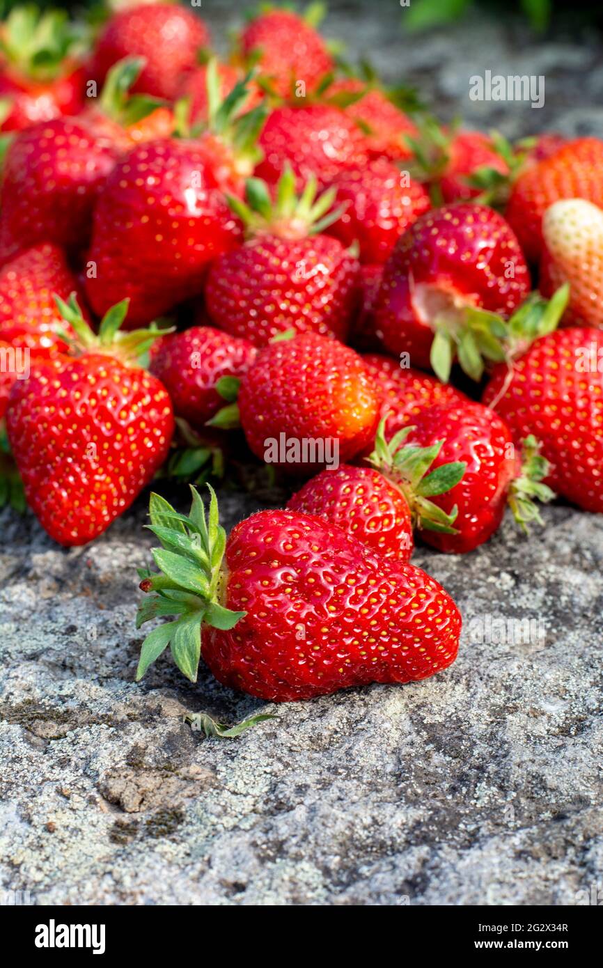 Fragole rosse mature appena raccolte. Sfondo. Primo piano. Messa a fuoco selettiva. Foto Stock