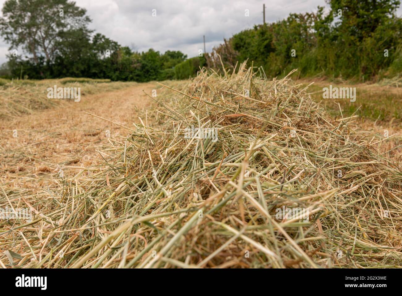 Taglio raccolto che asciuga nel sole estivo in Essex Regno Unito Foto Stock