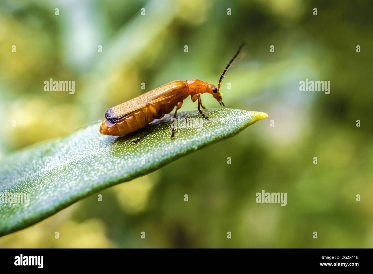 Beetle rosso soldato comune sulla cima di foglia di Oliva. Macro Foto di Animal Walking su Olive Plant. Foto Stock