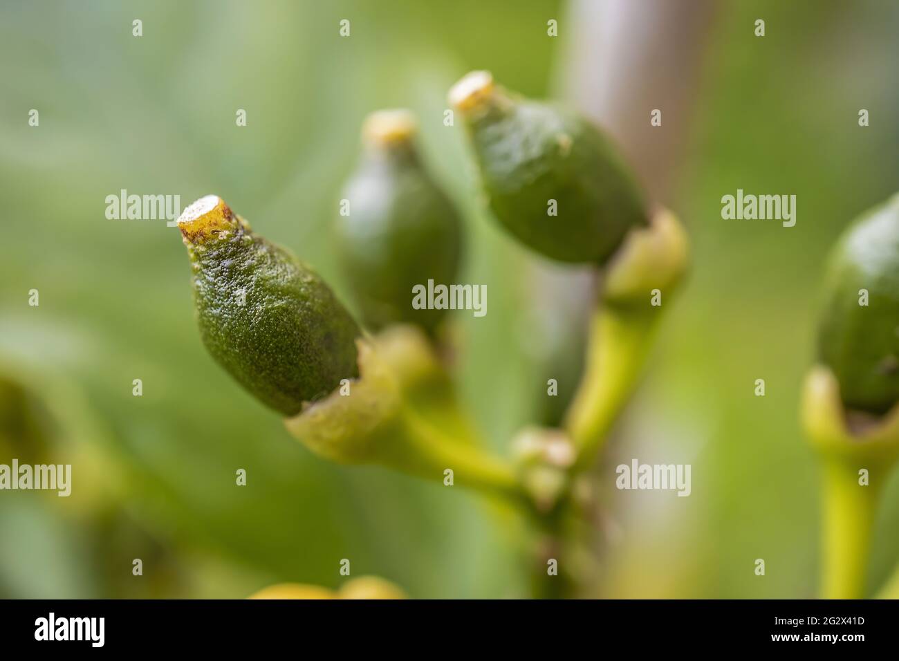 Macro Foto di giovani frutti di limone su Branch.Foto scattata nel mio piccolo giardino biologico. Foto Stock