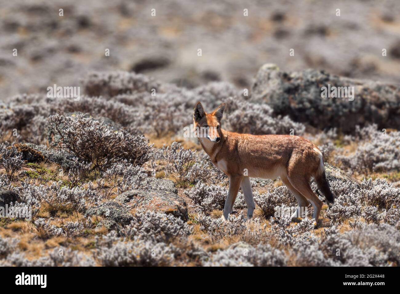 Lupo etiope - Canis simensis, bel lupo a rischio endemico nelle colline etiopi, montagne di Bale, Etiopia. Foto Stock