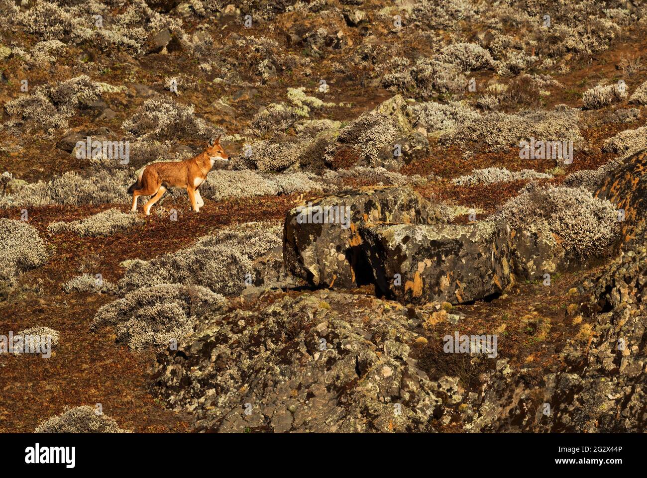 Lupo etiope - Canis simensis, bel lupo a rischio endemico nelle colline etiopi, montagne di Bale, Etiopia. Foto Stock
