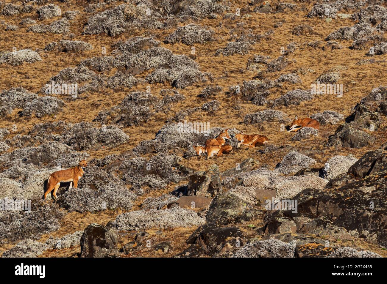 Lupo etiope - Canis simensis, bel lupo a rischio endemico nelle colline etiopi, montagne di Bale, Etiopia. Foto Stock