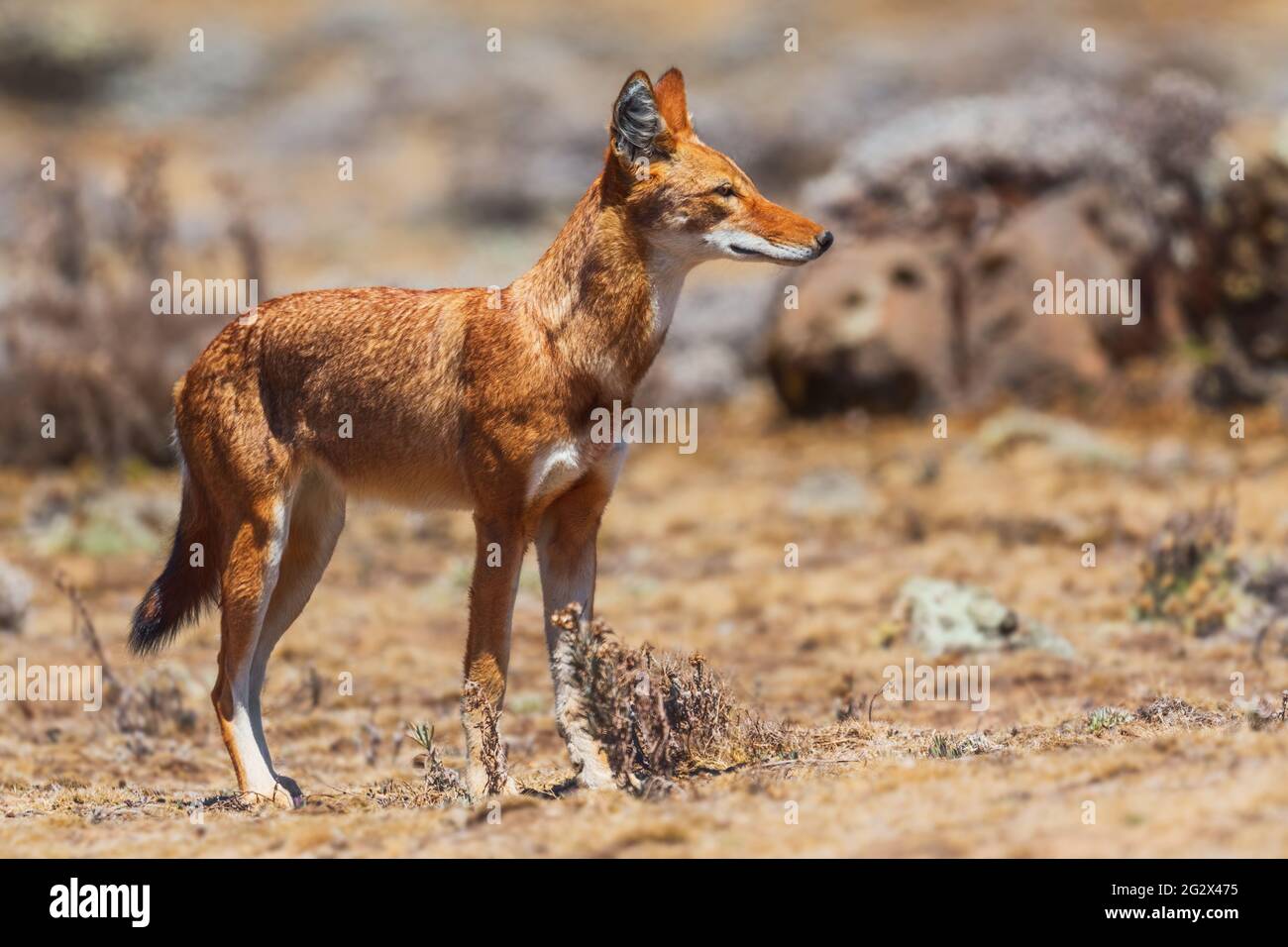 Lupo etiope - Canis simensis, bel lupo a rischio endemico nelle colline etiopi, montagne di Bale, Etiopia. Foto Stock