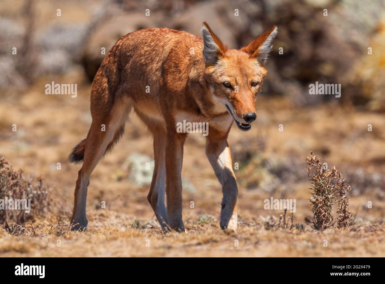 Lupo etiope - Canis simensis, bel lupo a rischio endemico nelle colline etiopi, montagne di Bale, Etiopia. Foto Stock