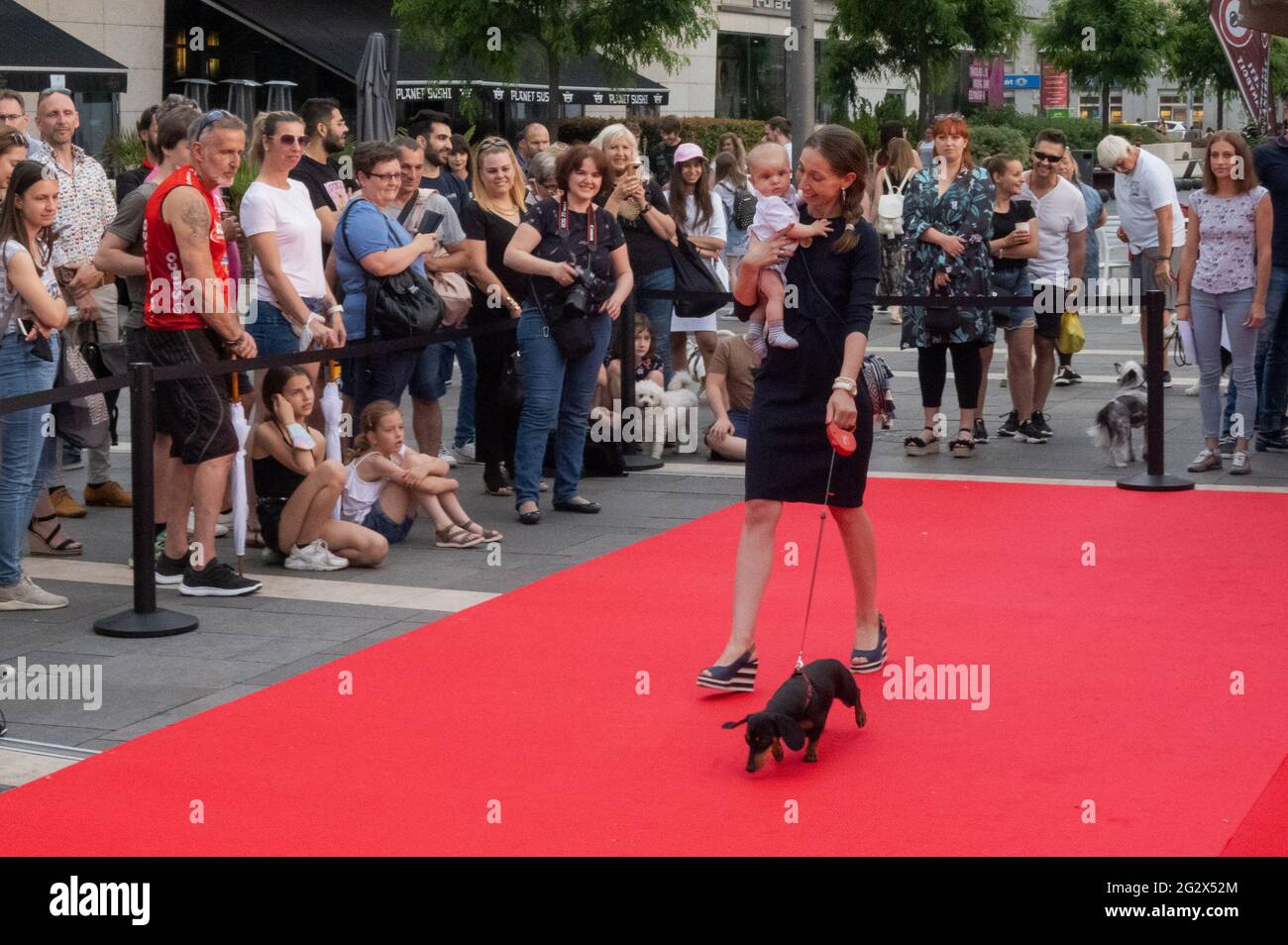 Budapest, Ungheria. 12 giugno 2021. Un cane con il suo proprietario partecipa alla sfilata di moda Dogs on the Red Carpet a Budapest, Ungheria, 12 giugno 2021. Credit: Attila Volgyi/Xinhua/Alamy Live News Foto Stock