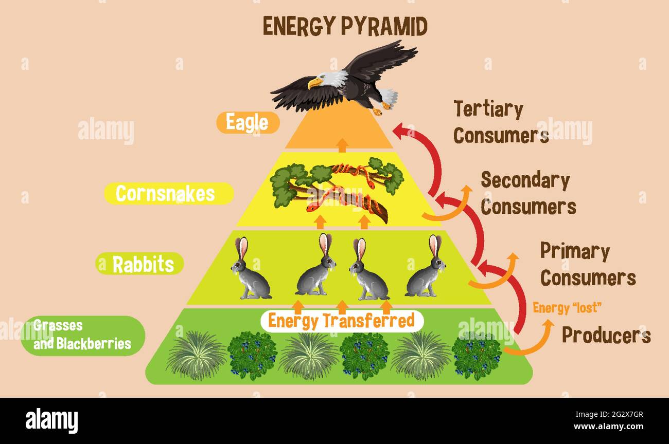 Diagramma che mostra la piramide energetica per l'illustrazione