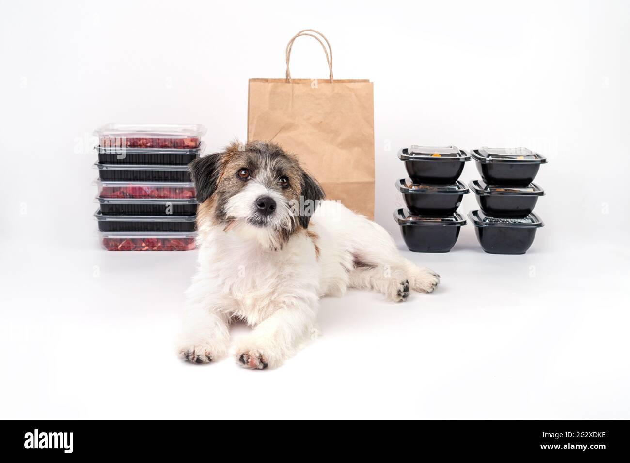 Un simpatico cucciolo rotto Jack Russell Terrier si trova accanto a contenitori e scatole di carne su uno sfondo bianco. Concetto di consegna di cibo per cani e salute naturale Foto Stock