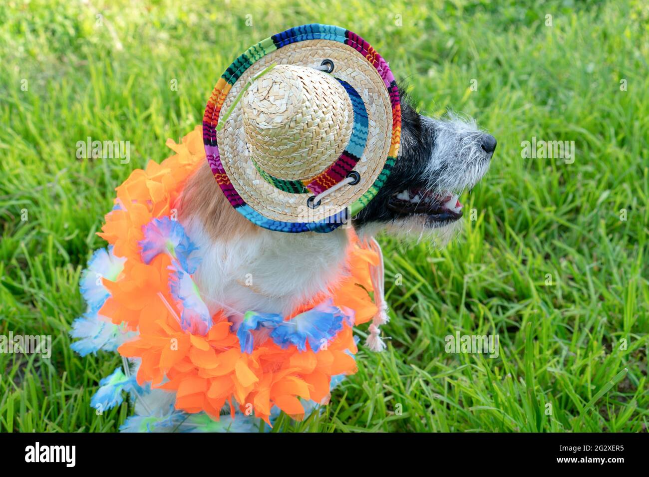 Ritratto di un cucciolo Jack Russell Terrier in un sambrero e terre hawaiane su sfondo di erba verde. Ciao estate. Foto Stock