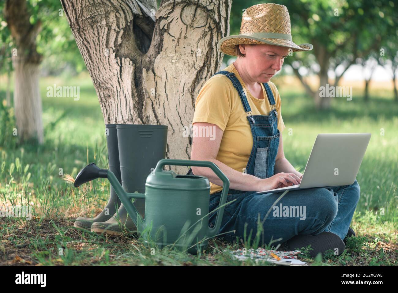 Femmina contadina che utilizza computer portatile in frutteto inglese di noce, innovativa tecnologia moderna nella coltivazione biologica di frutta in noce Foto Stock