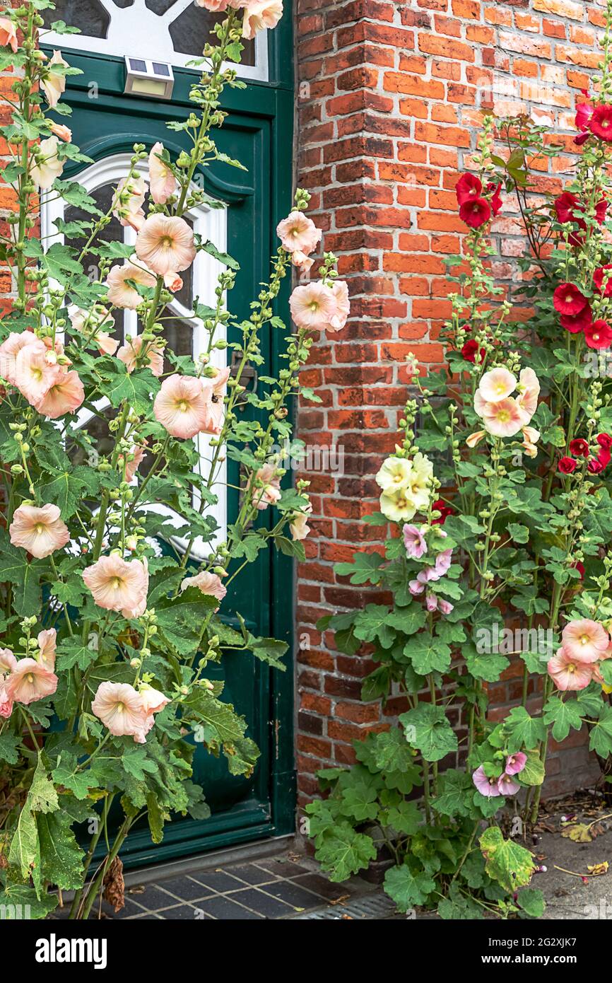 Bella fioriture alto rombi (Lavatera Tree Mallow) di fronte ad una porta verde in Schleswig Holm, Schleswig-Holstein, Germania Foto Stock