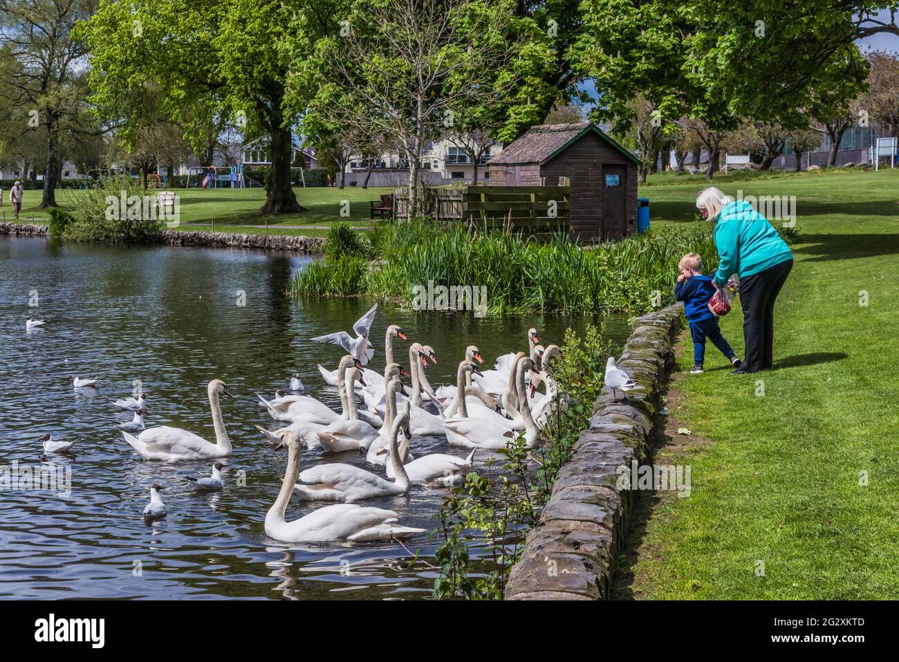 Piacevoli scene a Carlingwark Loch e parco presso la città di Castle Douglas sulla penisola di Dumfries e Galloway sulla costa occidentale della Scozia Foto Stock