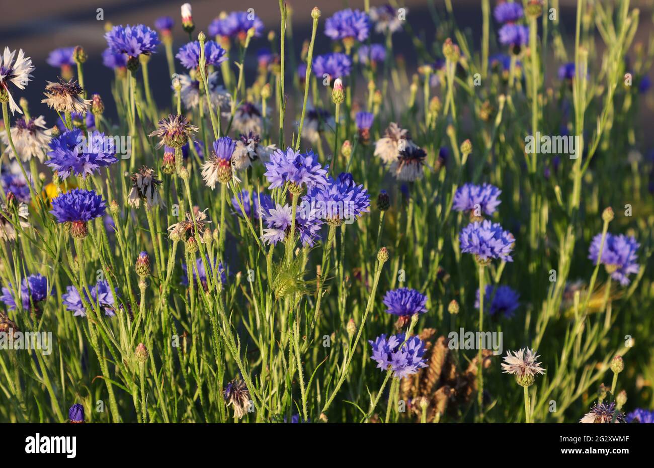 Primo piano del fiore di corno nativo del Regno Unito in fiore blu centaurea cyanus. Foto Stock