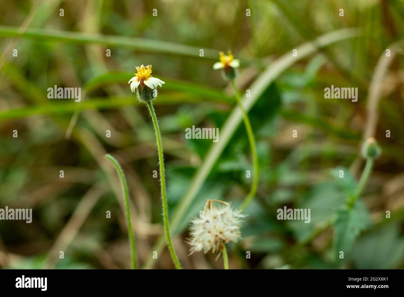Petali di fiori minuscoli chiamati Coatbottons o galinsoga peloso o Dumb-ortica o Beggar-ticks mancanza di seme e la sua pianta di crescita veloce di semina Foto Stock