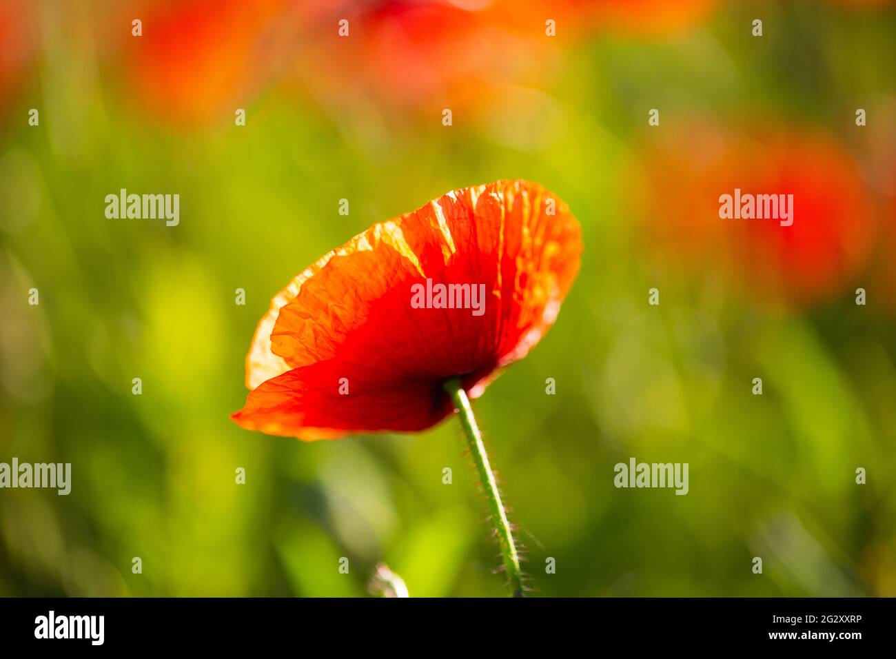 Campo di papaveri, natura, cielo blu, joie de vivre Foto Stock