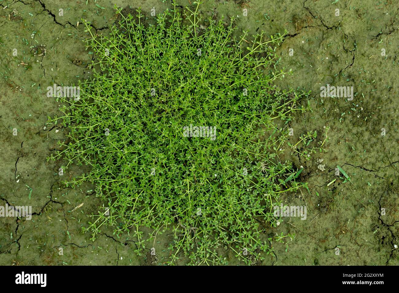 Il murale di Galium è una specie di pianta di fioritura selvaggia che cresce sul terreno Foto Stock