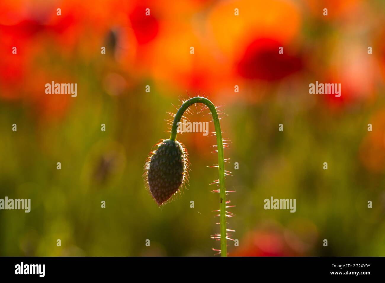 Campo di papaveri, natura, cielo blu, joie de vivre Foto Stock