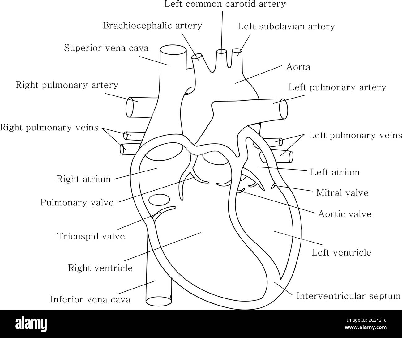 Sistema cardiaco umano con descrizioni. Schema didattico con sezione trasversale del cuore umano. Illustrazione Vettoriale