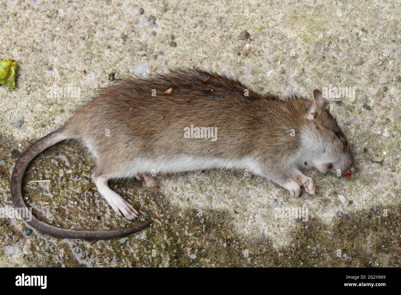 Mouse campo morto nome latino Apodemus sylvaticus. Concetto di controllo vermin Foto Stock