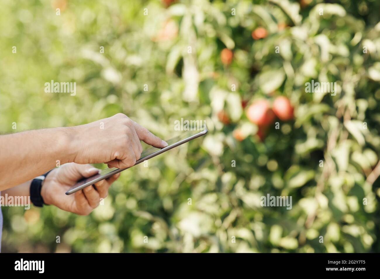 Coltivatore di frutta con tablet digitale che controlla la qualità nel moderno frutteto biologico Foto Stock