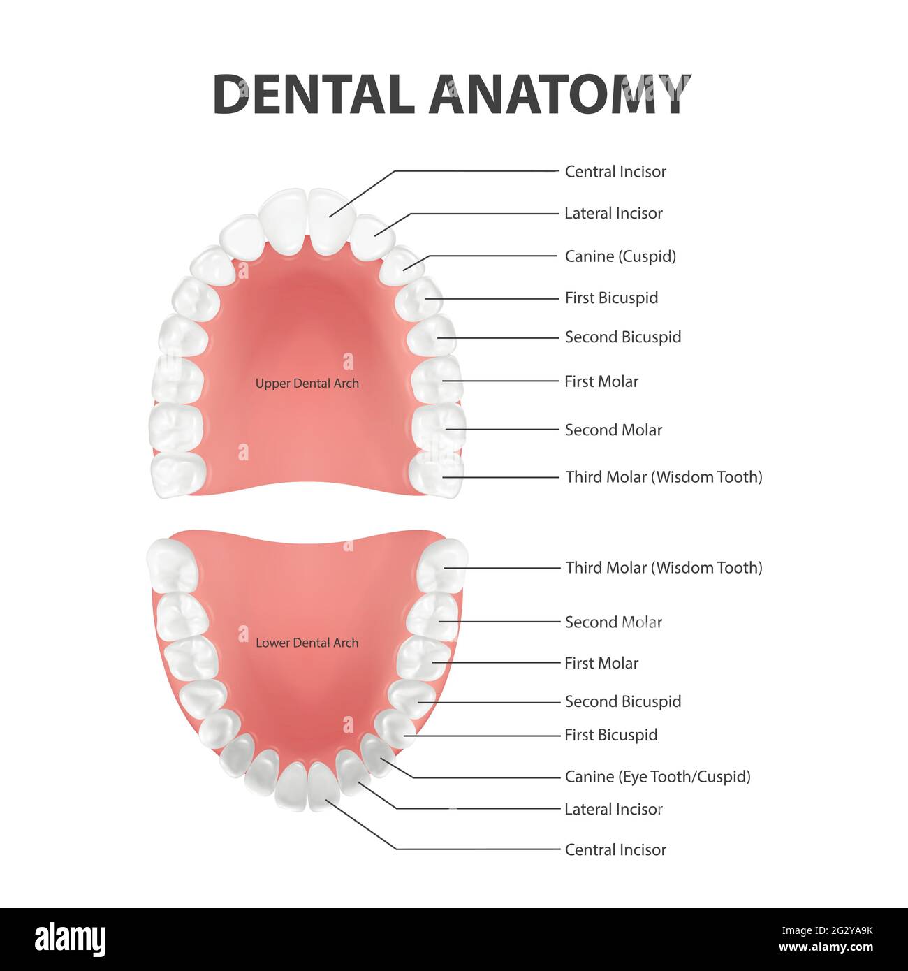 Modello di Anatomia Dentale, ANGGREK Modelli di Studio di Confronto della Carie Dentista Anatomia Dentale Educazione Modello di Denti Modello di Sviluppo della Carie Dentale