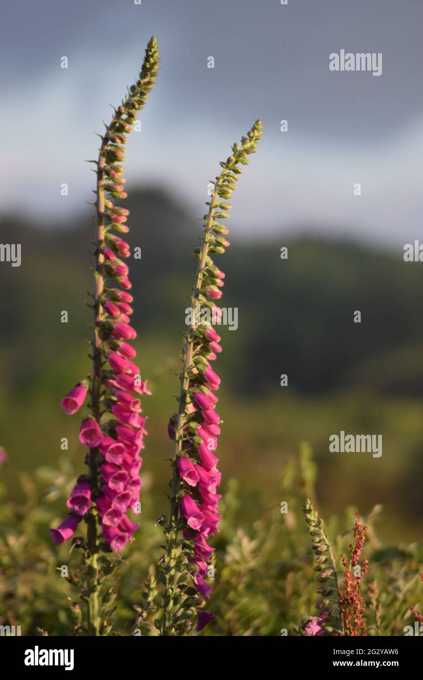 Due torrette Foxglove Foto Stock