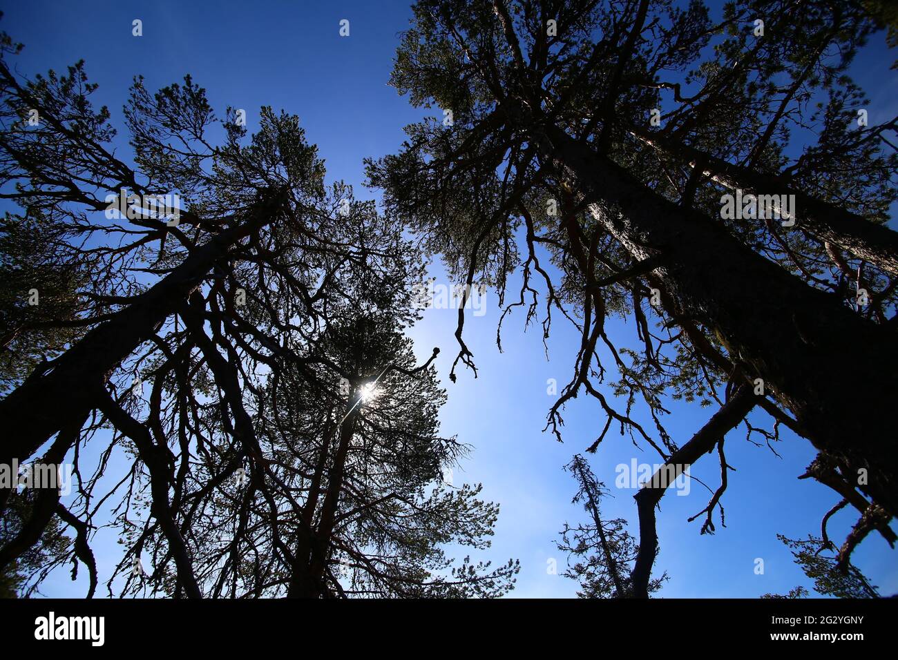Vista verso l'alto su grandi alberi di pino vecchio. Foto Stock
